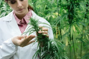 IS MARIJUANA HARMFUL