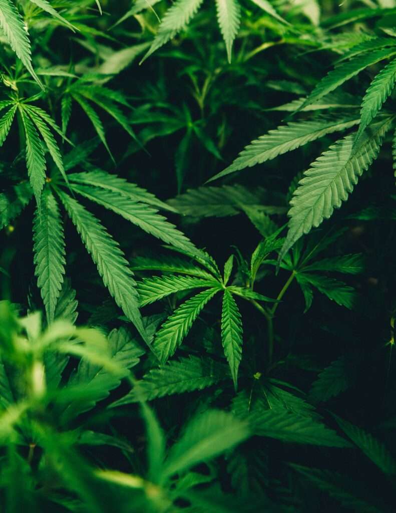 Benefits of AZDHS Medical Marijuana Card in Arizona
